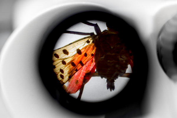 Stereo Zoom Microscope KERN Optics OZL 46 Application picture Sample